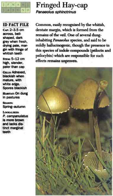 Fringed Hay Cap (Panaeolus Sphinctrinus)